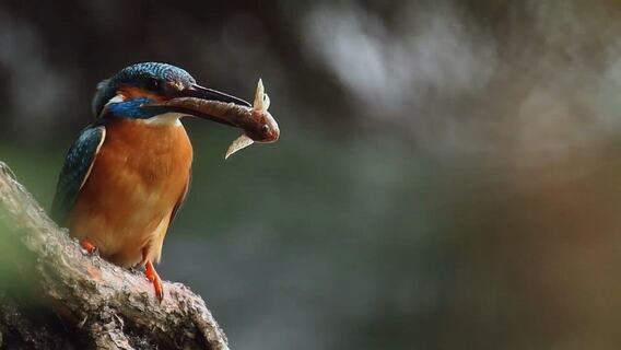 Zaži prírodu s Lesmírom